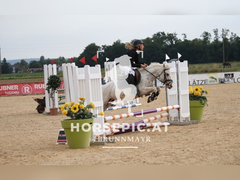 Classic Pony Gelding 12 years 12,2 hh Cremello in Uttendorf