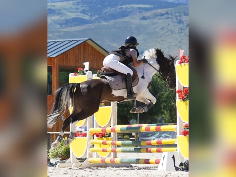 Classic Pony Gelding 12 years 13,1 hh Pinto in Sitges