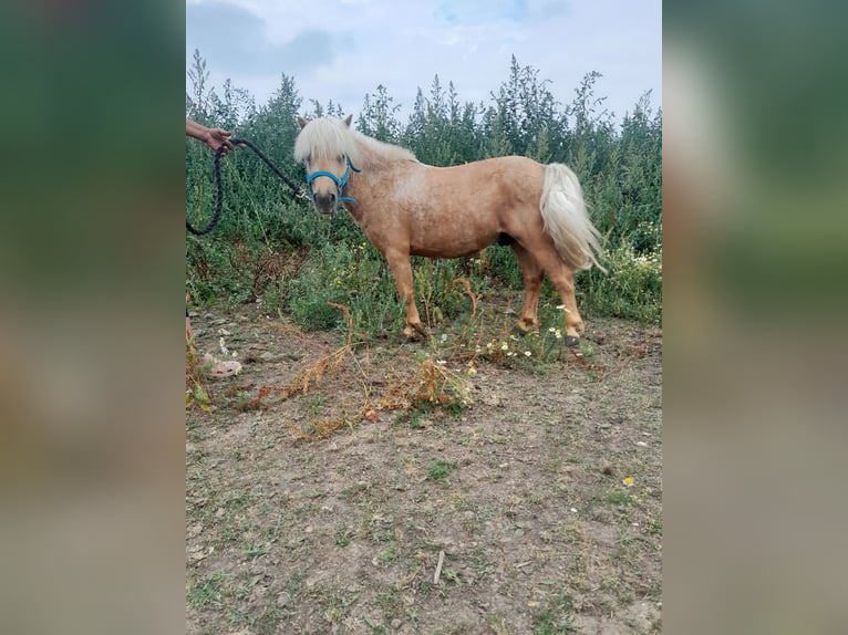 Classic Pony Mix Gelding 12 years 8,2 hh Palomino in Beynes