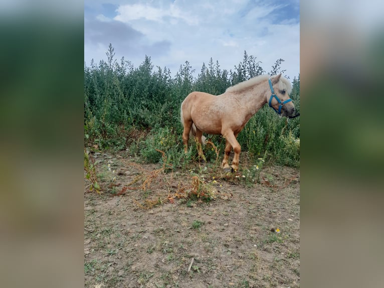 Classic Pony Mix Gelding 12 years 8,2 hh Palomino in Beynes