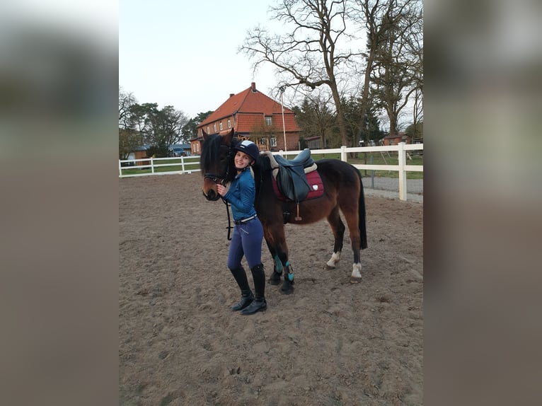 Classic Pony Mix Gelding 13 years 13,3 hh Brown in Ludwigslust
