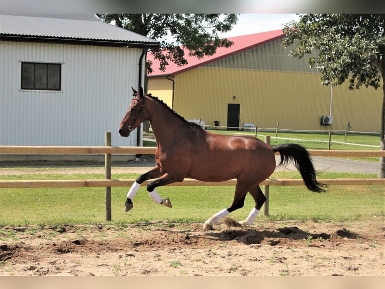 Classic Pony Gelding 13 years 14,1 hh Brown in Tomeilla