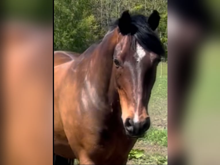 Classic Pony Gelding 13 years 14,1 hh Brown in Tomeilla