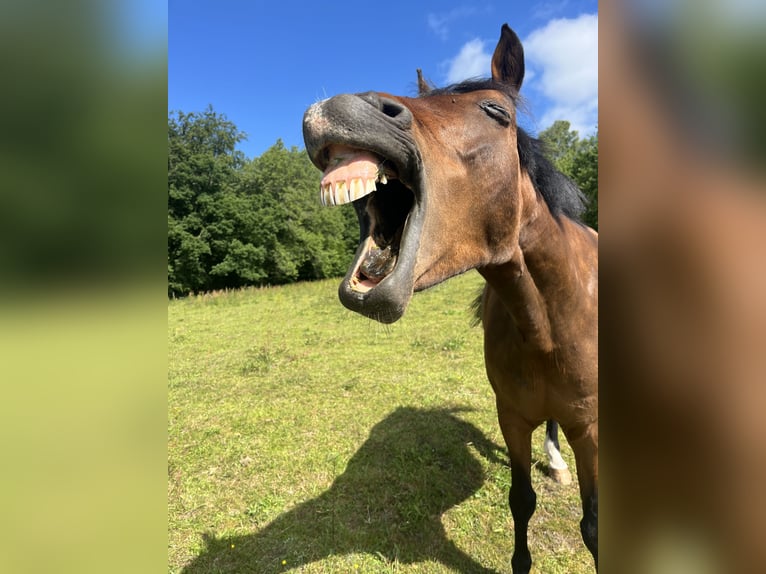 Classic Pony Gelding 13 years 14,1 hh Brown in Tomeilla