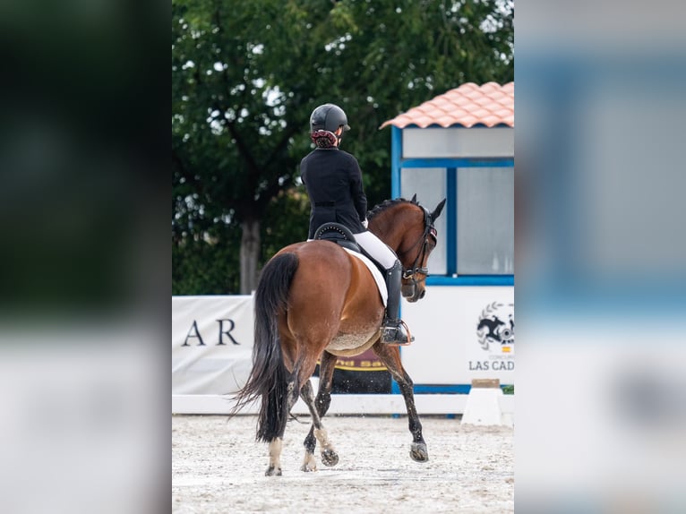 Classic Pony Gelding 13 years 14,2 hh Bay-Dark in Sant Marti Vell