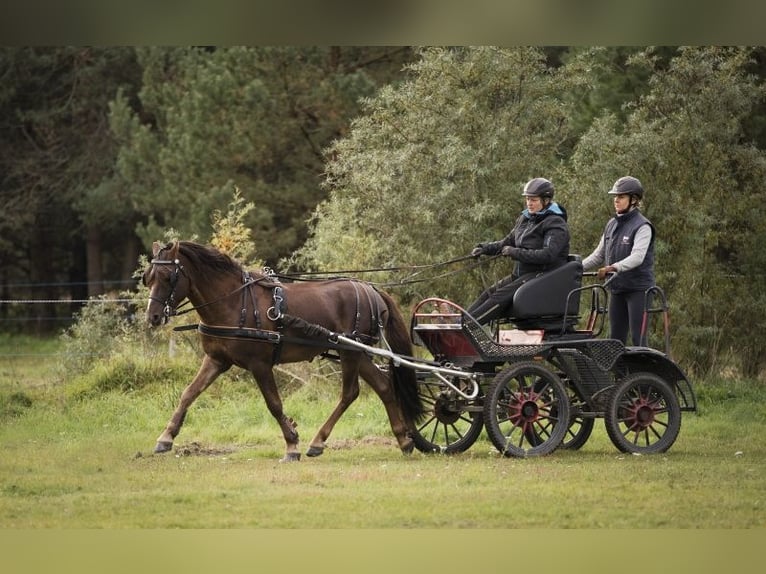 Classic Pony Gelding 14 years 14 hh Chestnut in Rakvere