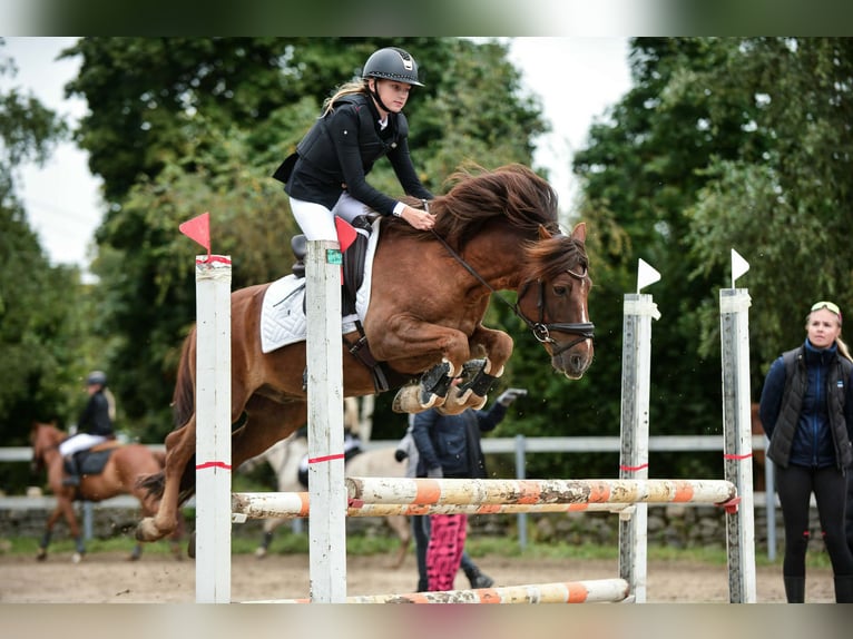 Classic Pony Gelding 14 years 14 hh Chestnut in Rakvere