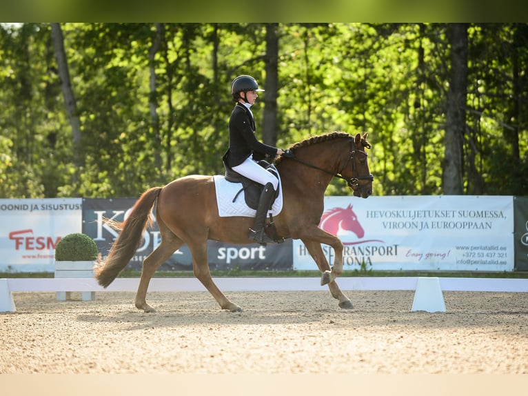 Classic Pony Gelding 14 years 14 hh Chestnut in Rakvere