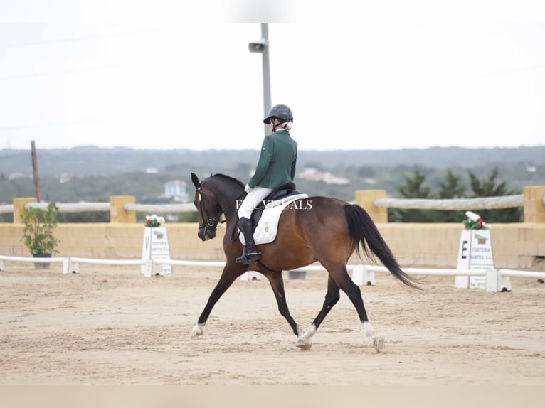 Classic Pony Gelding 14 years Black in Muro