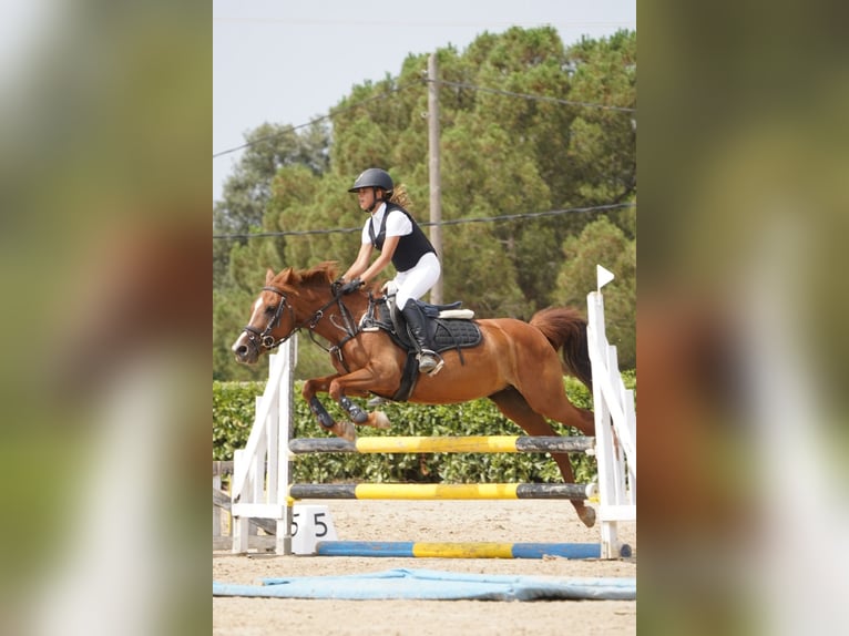 Classic Pony Gelding 15 years 13.2 hh Chestnut-Red in Sant Esteve De Palautordera