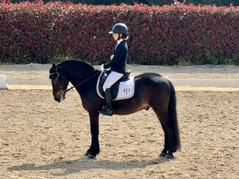 Classic Pony Gelding 15 years 13,1 hh Bay-Dark in A Coruña