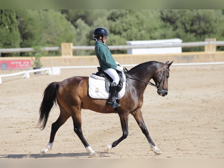 Classic Pony Gelding 15 years Black in Muro