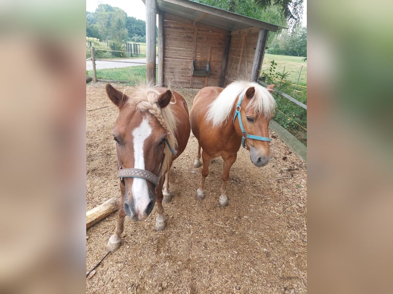 Classic Pony Gelding 16 years 11.1 hh Chestnut-Red in Neuching
