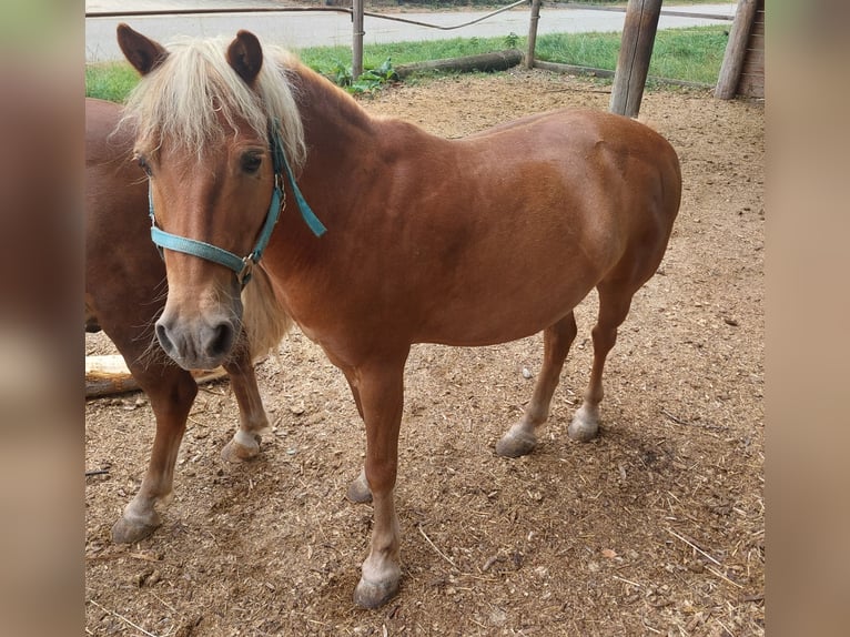 Classic Pony Gelding 16 years 11.1 hh Chestnut-Red in Neuching