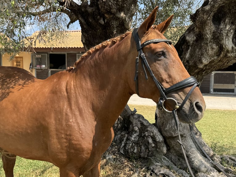 Classic Pony Gelding 17 years 14,1 hh Chestnut in Denia