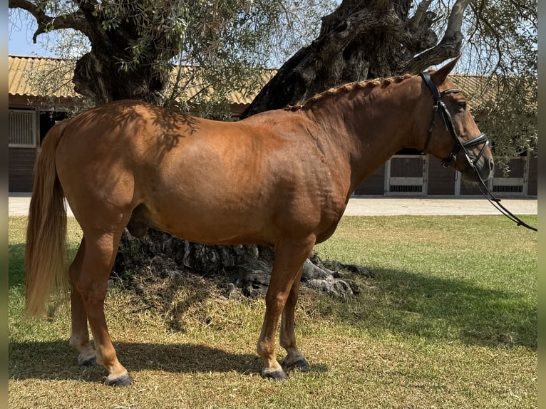 Classic Pony Gelding 17 years 14,1 hh Chestnut in Denia