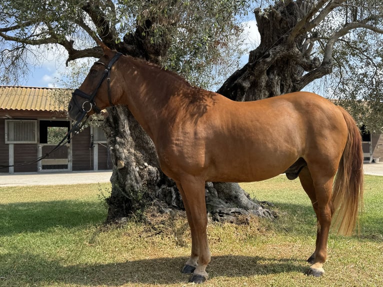 Classic Pony Gelding 17 years 14,1 hh Chestnut in Denia