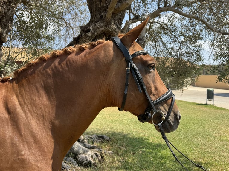 Classic Pony Gelding 17 years 14,1 hh Chestnut in Denia