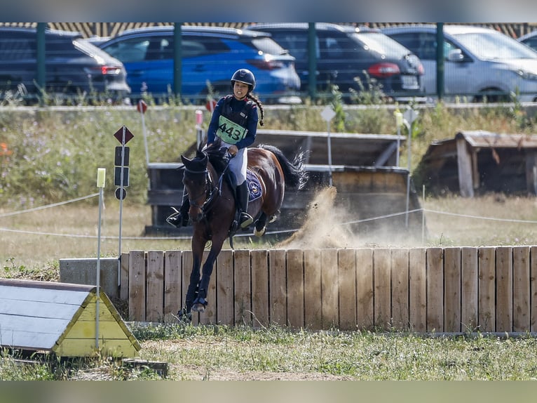 Classic Pony Gelding 18 years 13,2 hh Bay-Dark in Bosque, El (Urbanizacion)