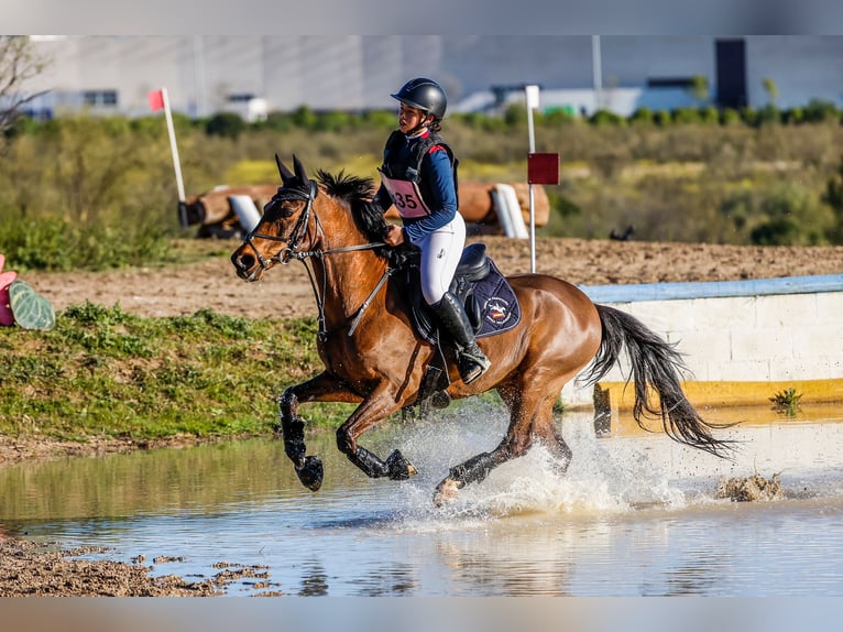 Classic Pony Gelding 18 years 13,2 hh Bay-Dark in Bosque, El (Urbanizacion)