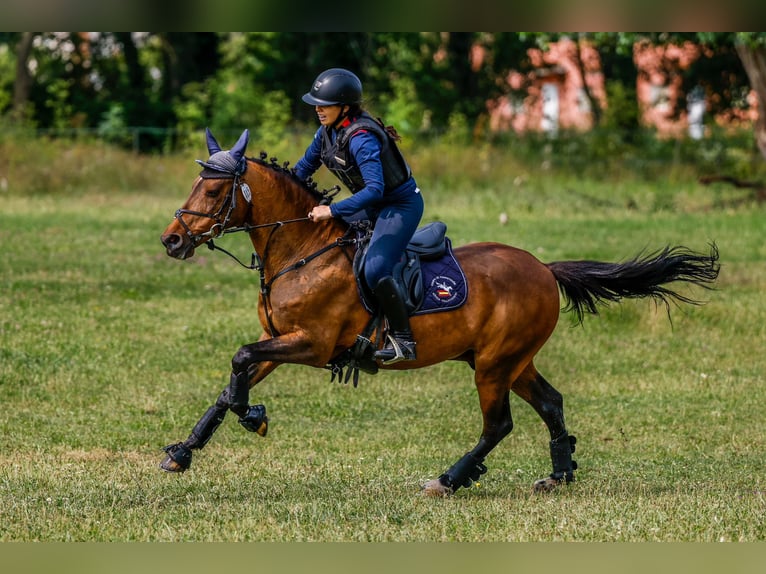 Classic Pony Gelding 18 years 13,2 hh Bay-Dark in Bosque, El (Urbanizacion)