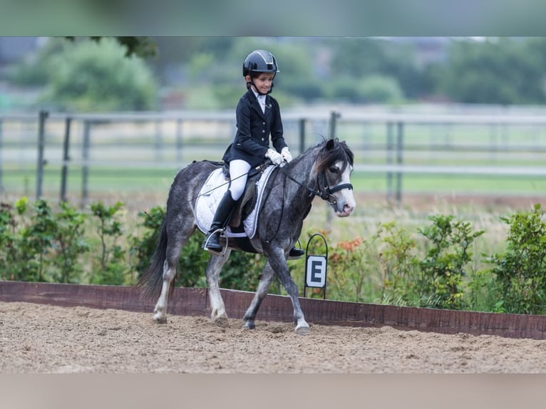 Classic Pony Gelding 19 years 10,2 hh Roan-Blue in Neumünster