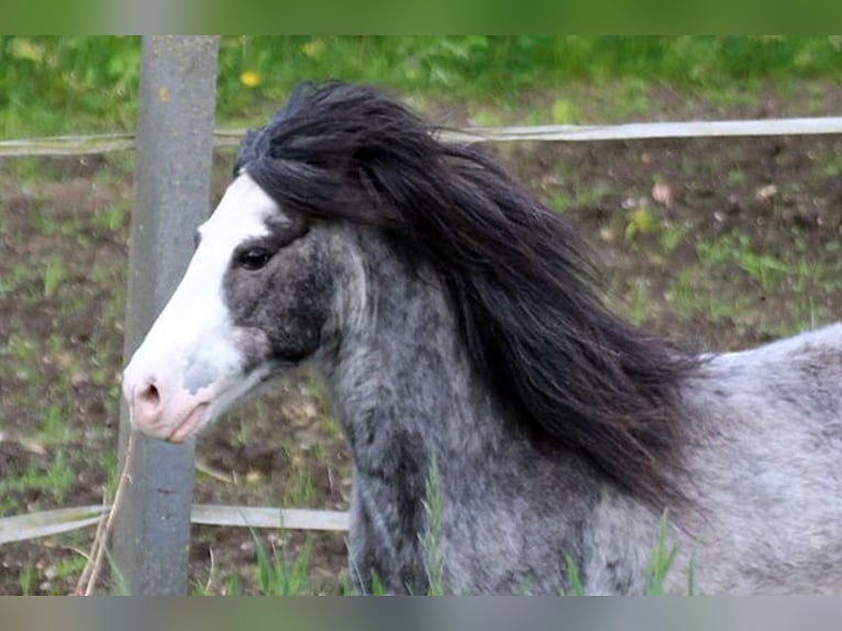 Classic Pony Gelding 19 years 10,2 hh Roan-Blue in Neumünster