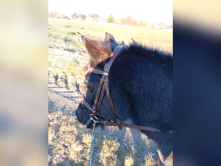 Classic Pony Gelding 20 years 11,2 hh Smoky-Black in Niemetal