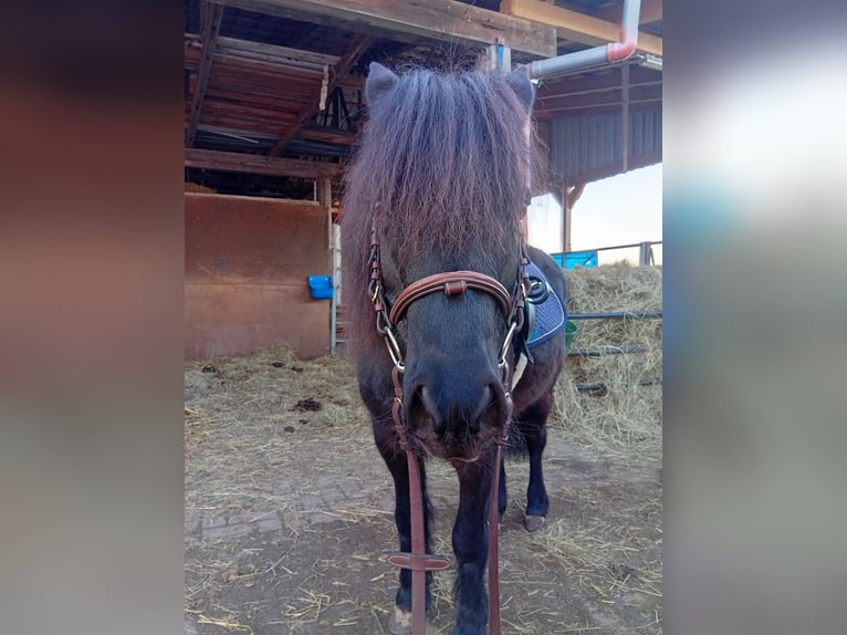 Classic Pony Gelding 20 years 11,2 hh Smoky-Black in Niemetal