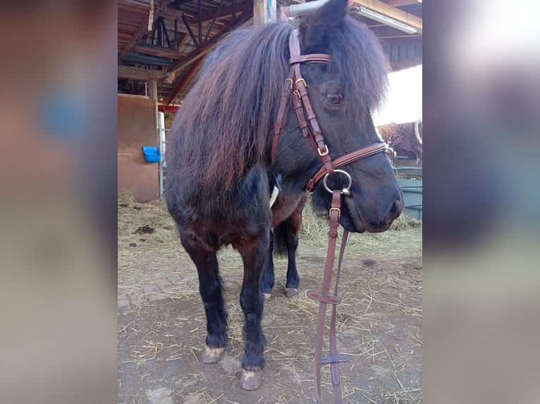 Classic Pony Gelding 20 years 11,2 hh Smoky-Black in Niemetal