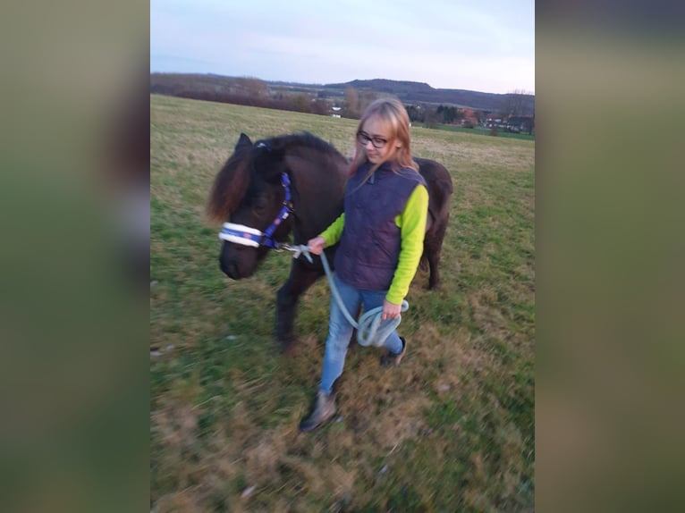 Classic Pony Gelding 20 years 11,2 hh Smoky-Black in Niemetal