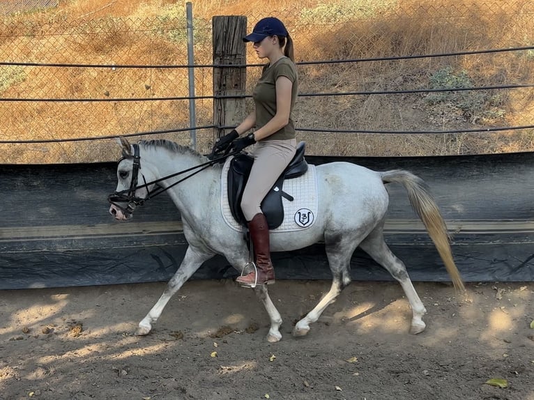 Classic Pony Gelding 3 years 12.1 hh Grey-Dapple in Villanueva Del Rio Y Minas