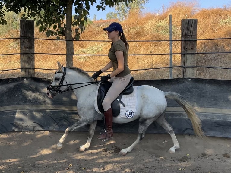 Classic Pony Gelding 3 years 12.1 hh Grey-Dapple in Villanueva Del Rio Y Minas