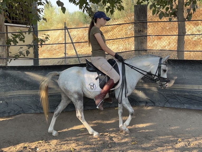 Classic Pony Gelding 3 years 12.1 hh Grey-Dapple in Villanueva Del Rio Y Minas