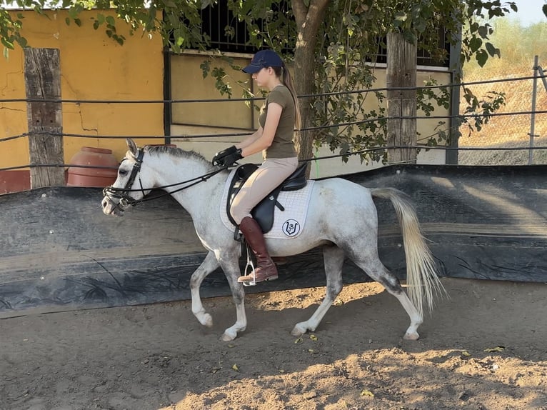 Classic Pony Gelding 3 years 12.1 hh Grey-Dapple in Villanueva Del Rio Y Minas