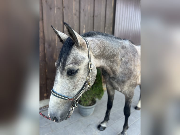 Classic Pony Gelding 3 years 14.2 hh Brown Falb mold in Helpfa