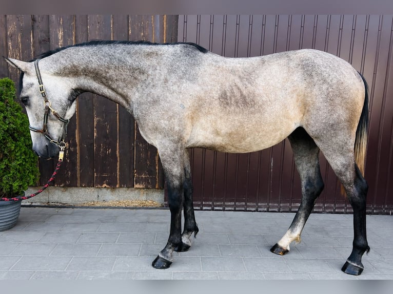 Classic Pony Gelding 3 years 14.2 hh Brown Falb mold in Helpfa