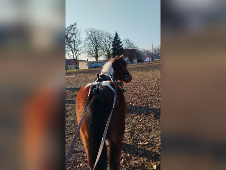 Classic Pony Mix Gelding 4 years 11,2 hh Pinto in Bockelwitz
