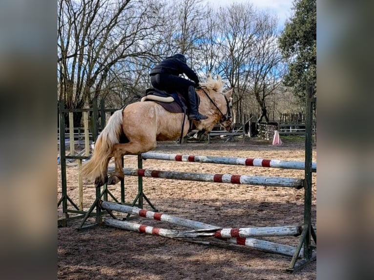 Classic Pony Gelding 4 years 12.1 hh Palomino in Moralzarzal