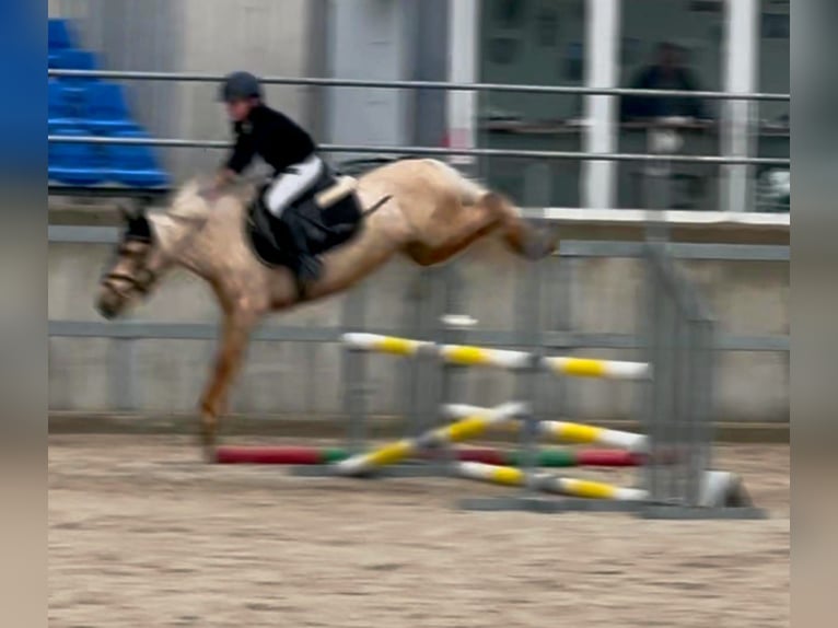 Classic Pony Gelding 4 years 12.1 hh Palomino in Moralzarzal