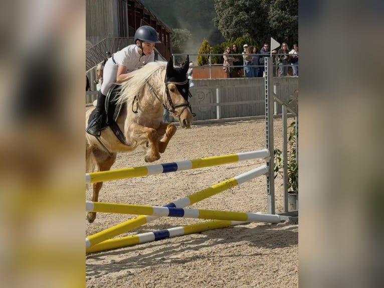 Classic Pony Gelding 4 years 12.1 hh Palomino in Moralzarzal