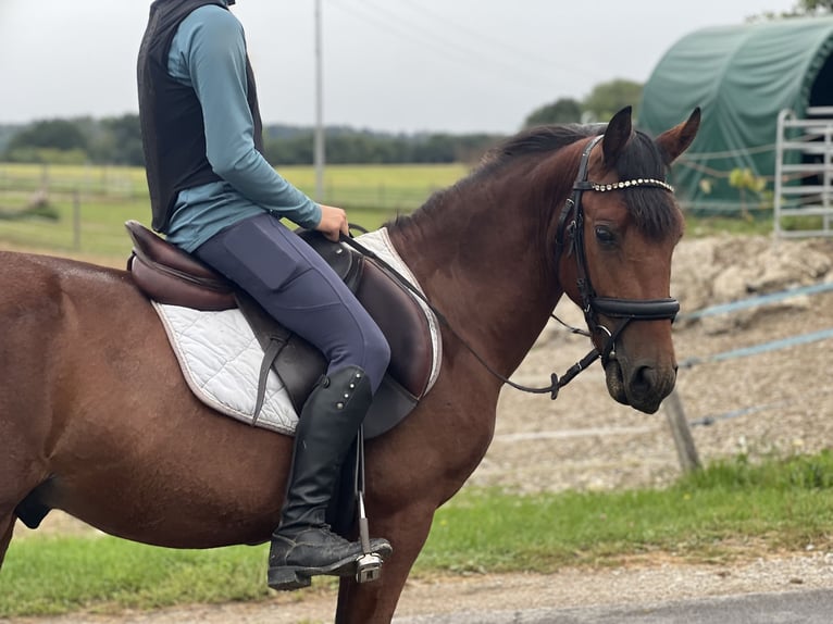 Classic Pony Gelding 4 years 13,1 hh Brown in Uttendorf