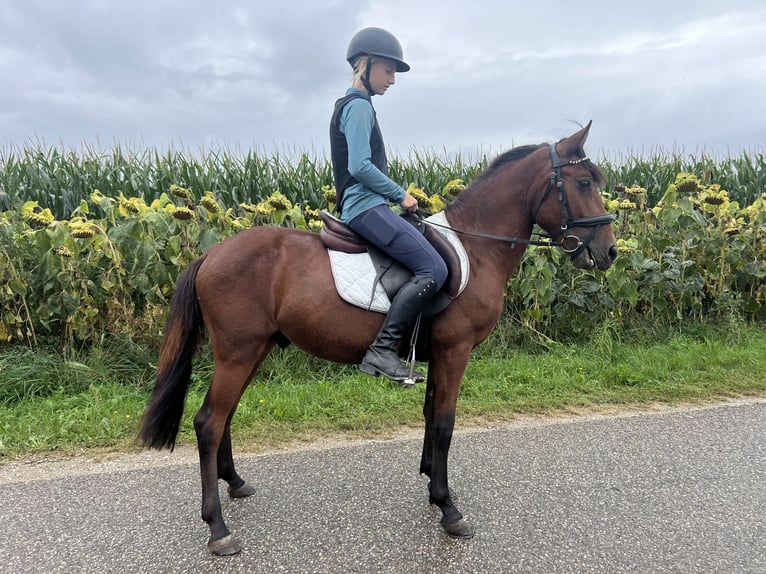 Classic Pony Gelding 4 years 13,1 hh Brown in Uttendorf
