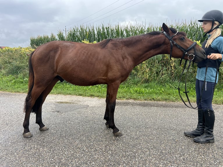 Classic Pony Gelding 4 years 13,1 hh Brown in Uttendorf
