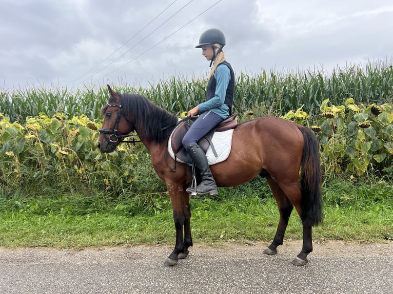Classic Pony Gelding 4 years 13,1 hh Brown in Uttendorf