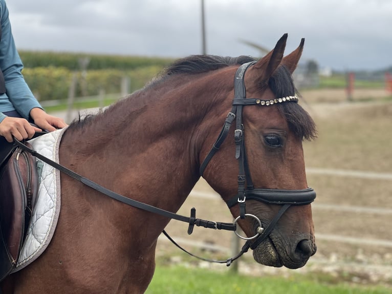 Classic Pony Gelding 4 years 13,1 hh Brown in Uttendorf