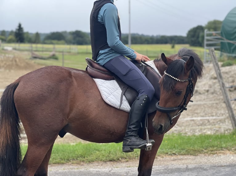 Classic Pony Gelding 4 years 13,1 hh Brown in Uttendorf