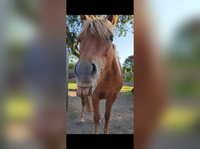 Classic Pony Gelding 5 years 11 hh Chestnut-Red in Schwasdorf