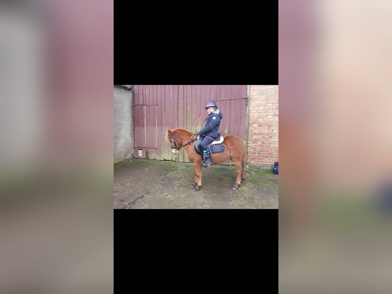 Classic Pony Gelding 5 years 11 hh Chestnut-Red in Schwasdorf