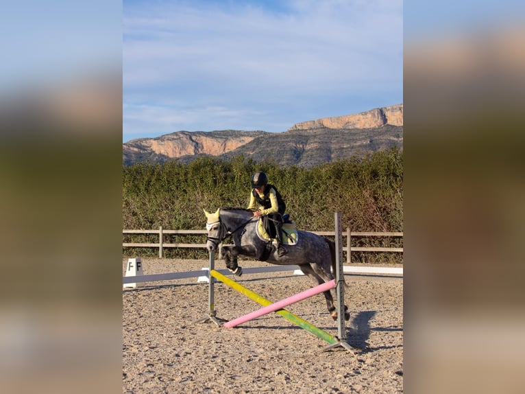 Classic Pony Gelding 5 years 12 hh Grey in Xabia/Javea